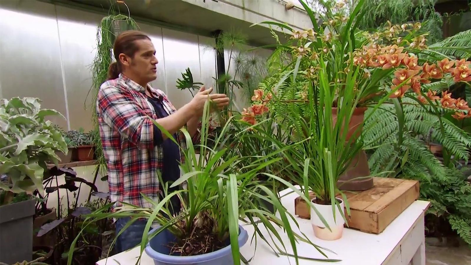 como hacer que las oquideas florescan cada año