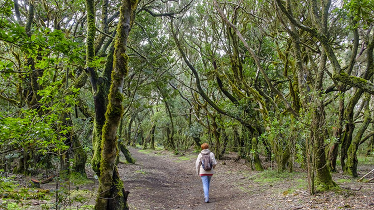 bosque de laurel en el Parque Nacional de Garajonay