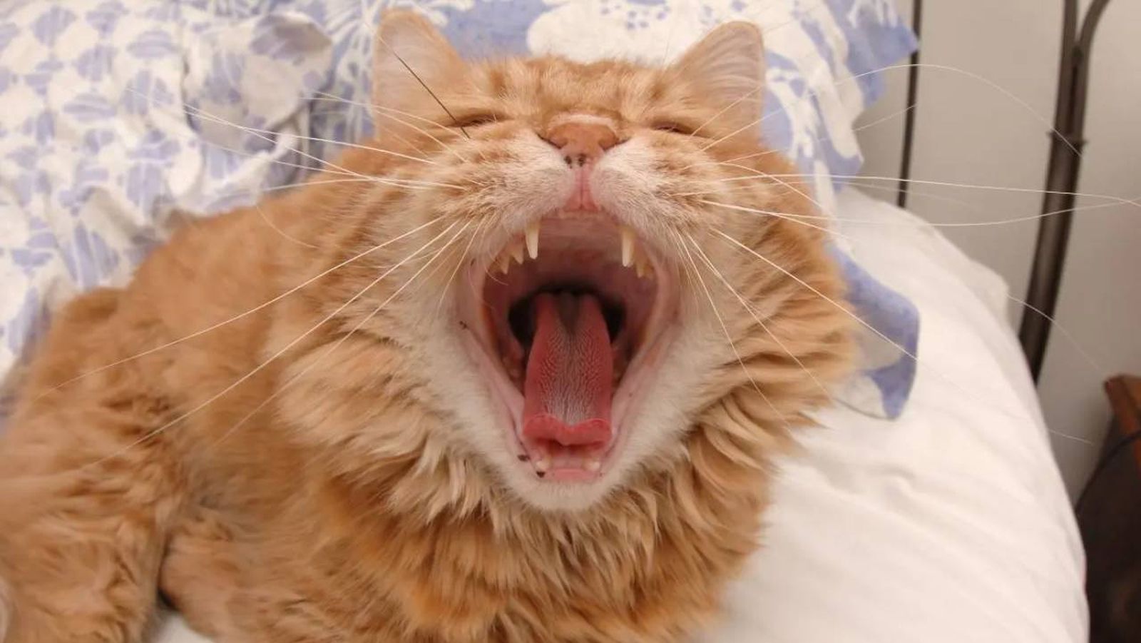 mal aliento en gatos xl