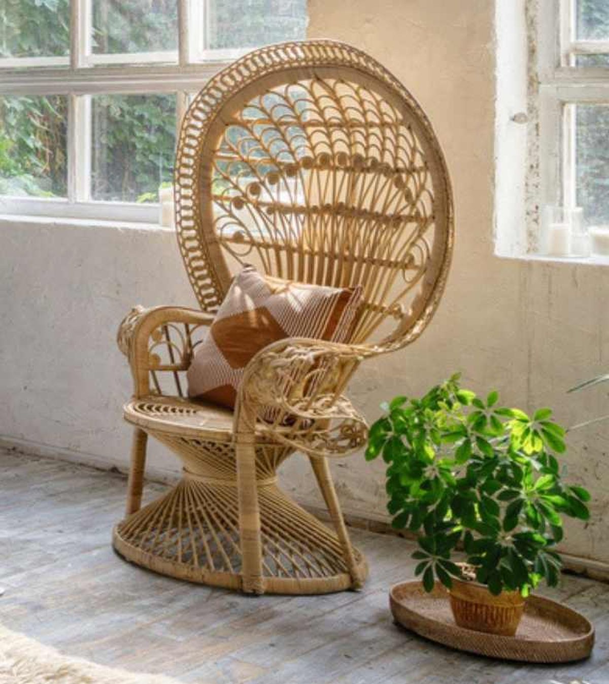 Cheflera junto a silla