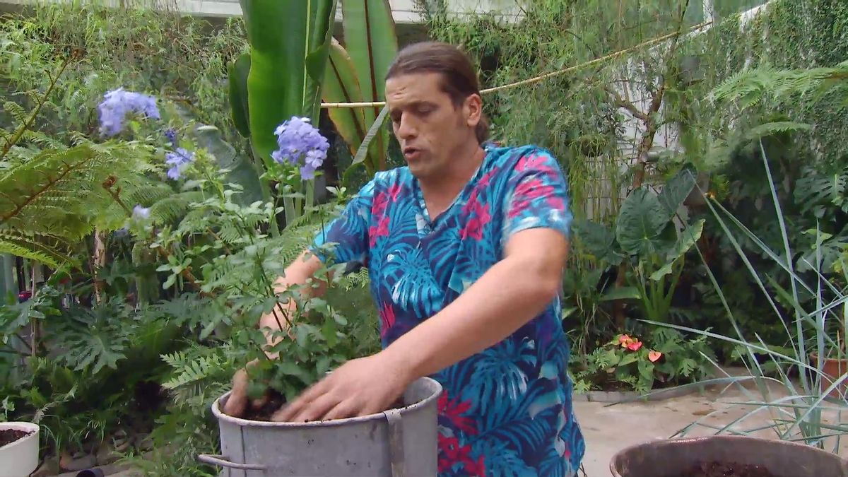 deco 660 jardineria composicion verano tonos azules paso 2