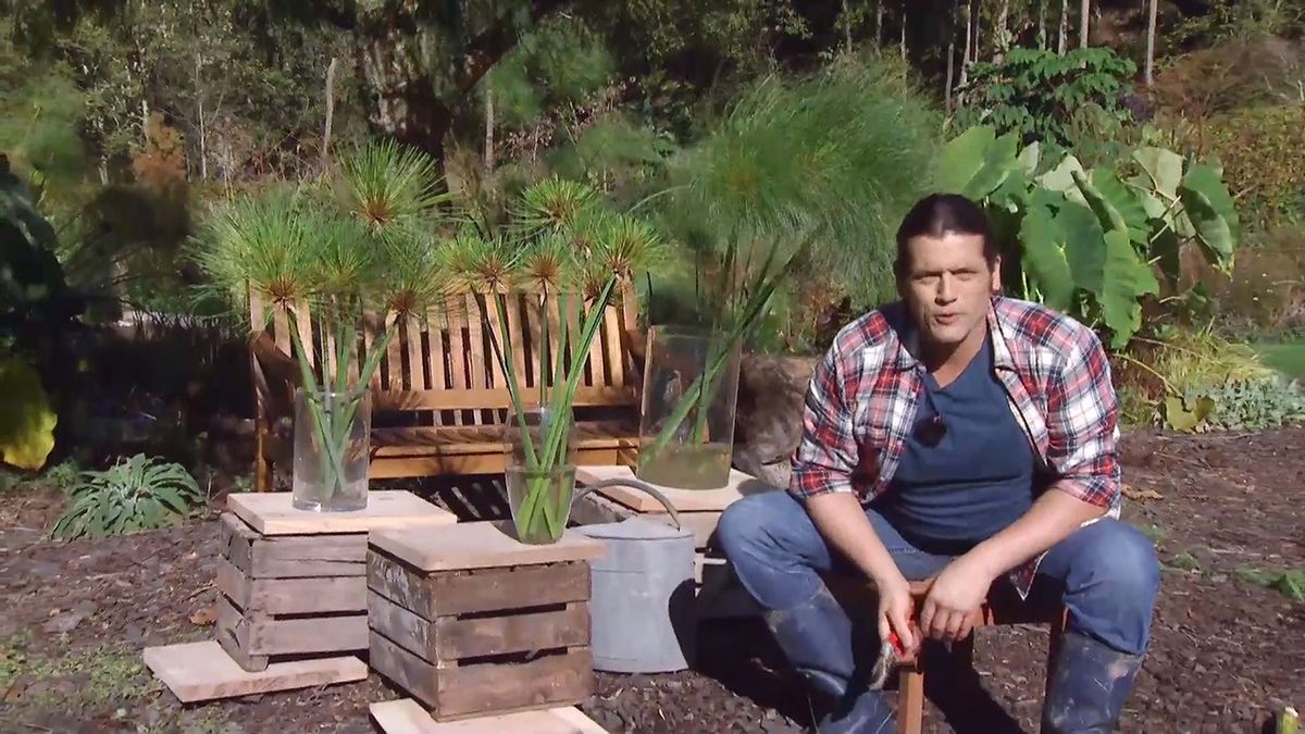 deco 676 cuidados papiro invierno centros florales