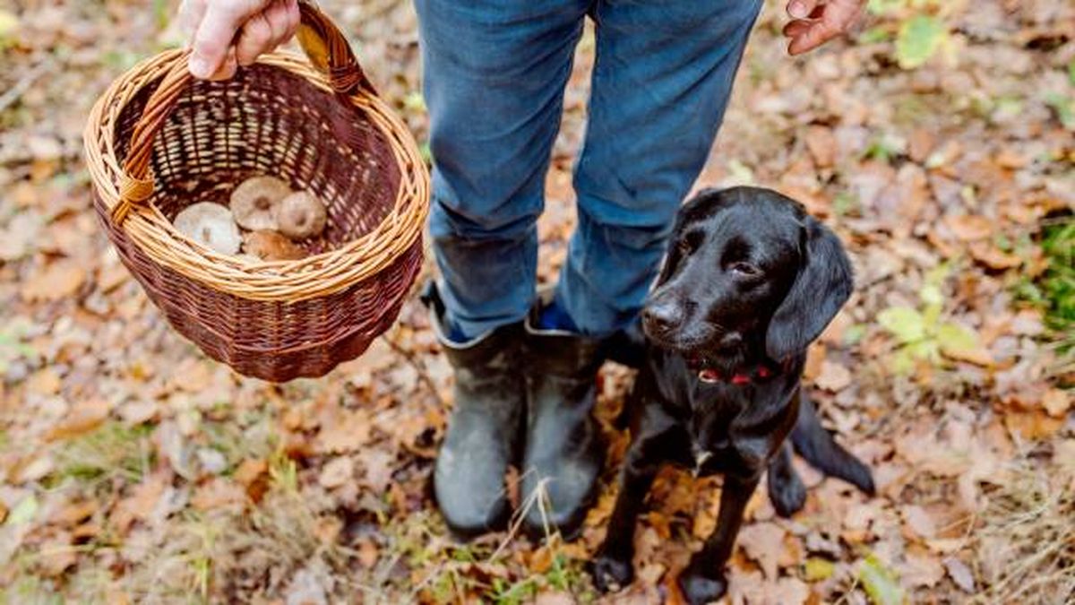 precacuciones perros peligro setas venenosas paseos otono