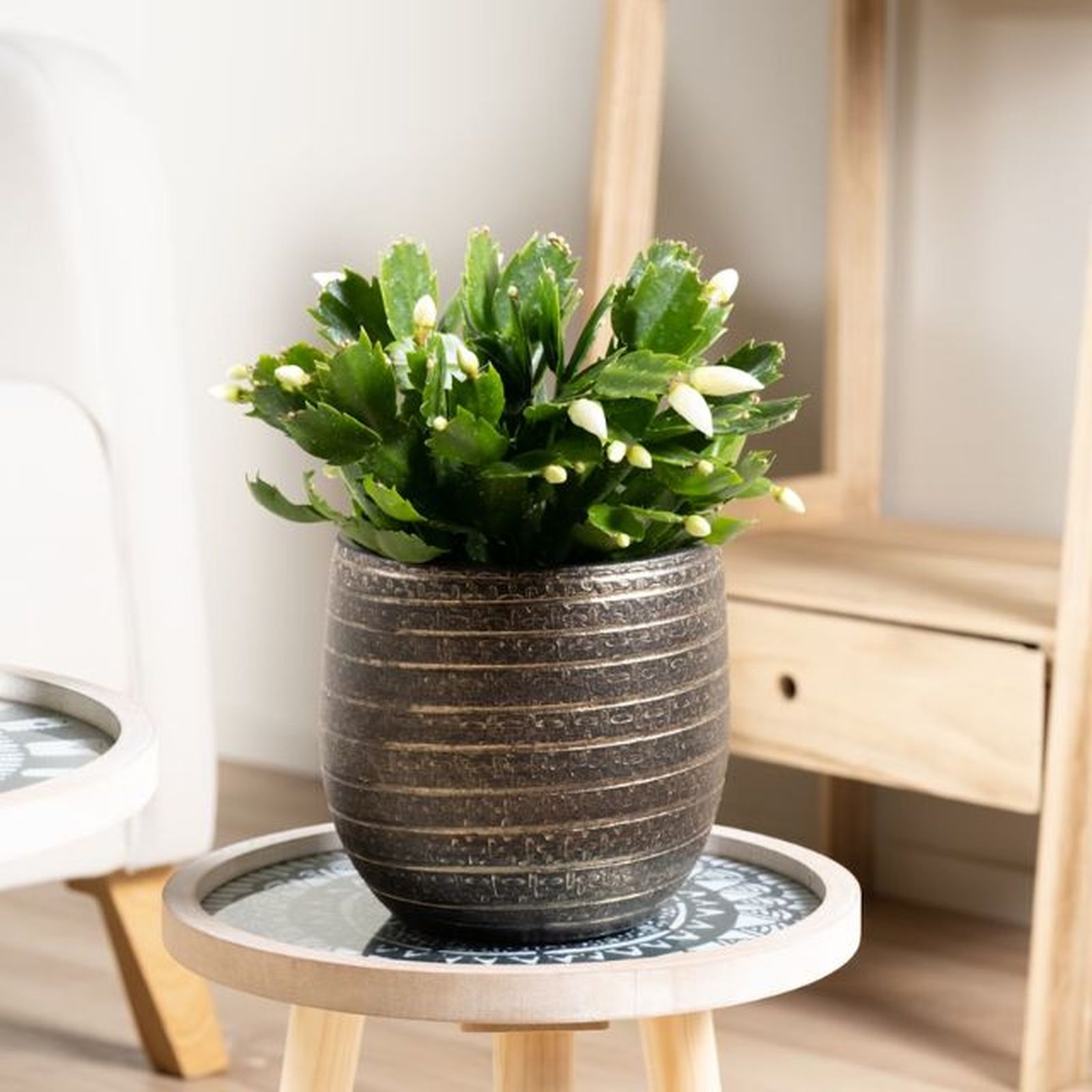 Cactus de Navidad blanco