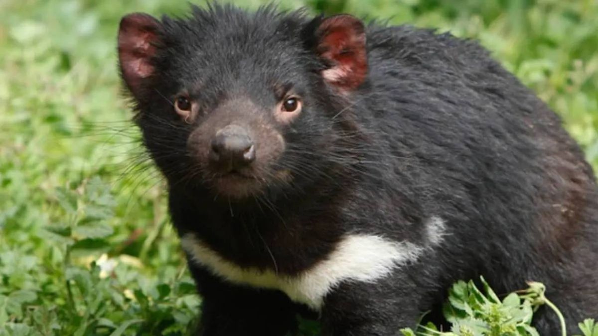 animales australianos (1)