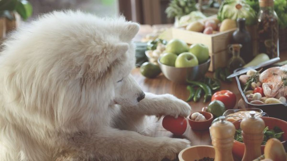 que verduras pueden comer los perros 4