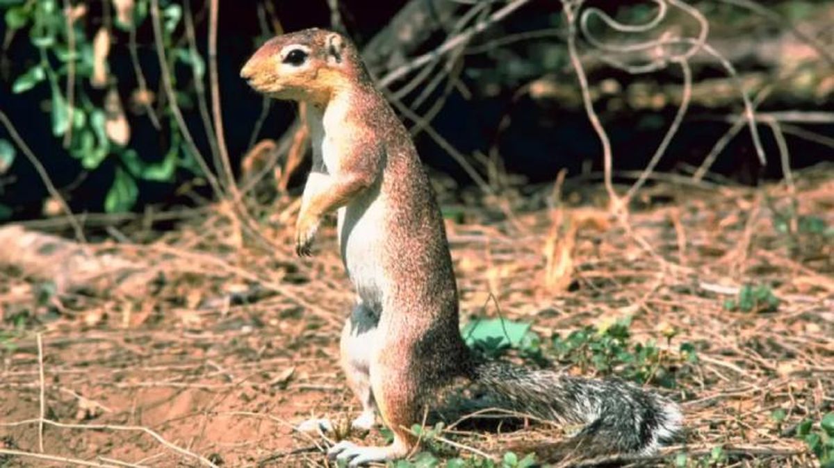 animales que empiezan por x xerus rutilus
