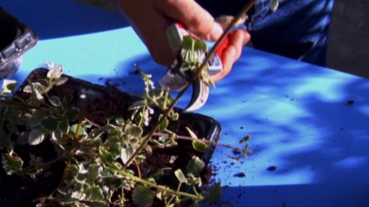 brico 762 reproduccion esquejes plantas variegadas