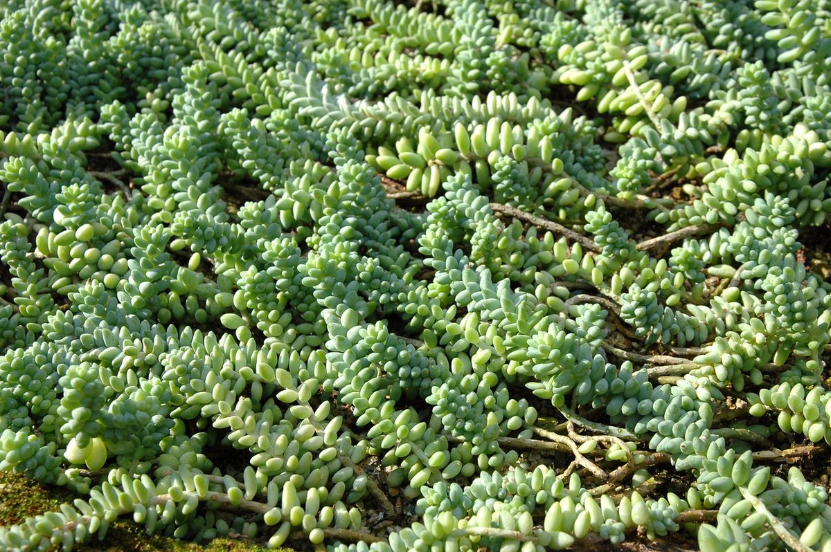 sedum burrito