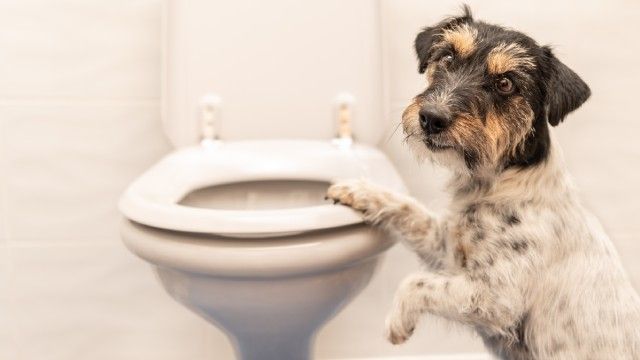 como cortar diarrea perros remedios caseros 8