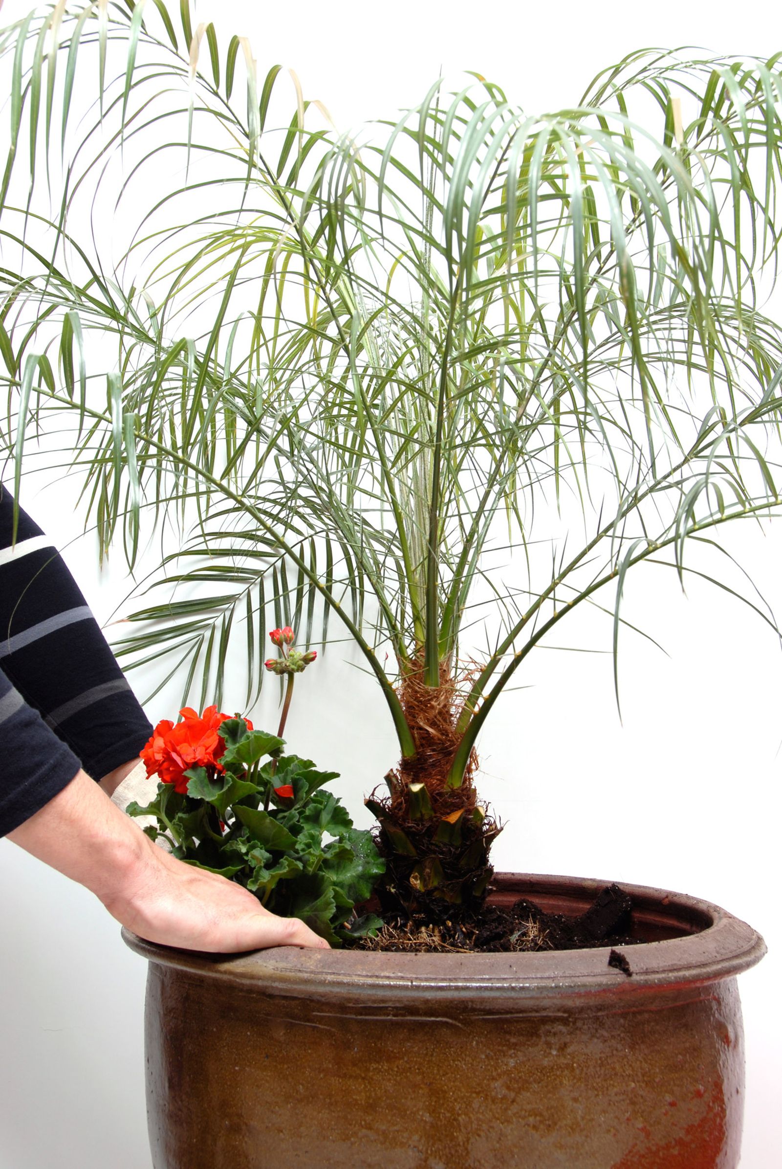 Composición con Palmera de Roebelen, Geranios y Petunias p2