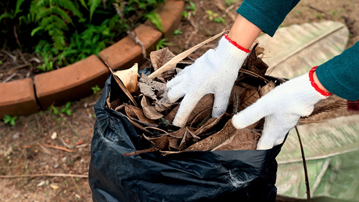 recoger hojas secas
