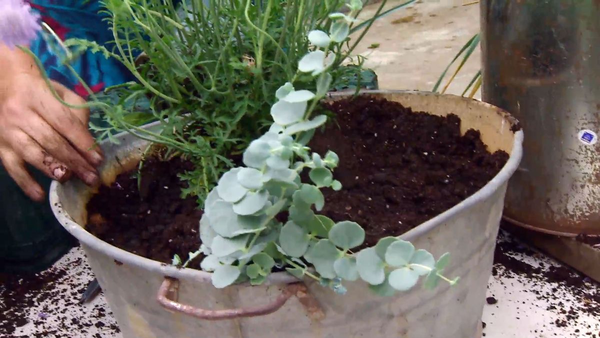 deco 660 jardineria composicion verano tonos azules paso 4