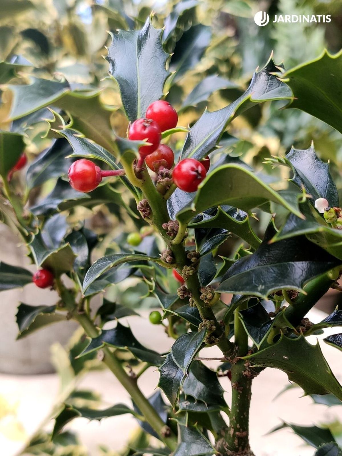 Ilex aquifolium