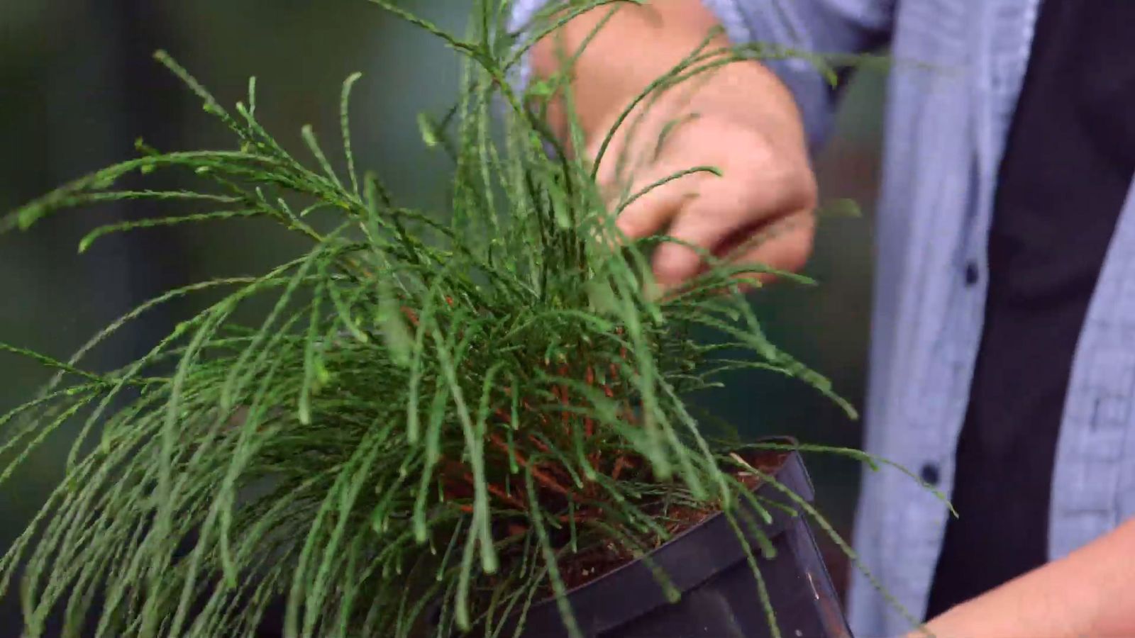 brico 931 3 thuya plicata xl