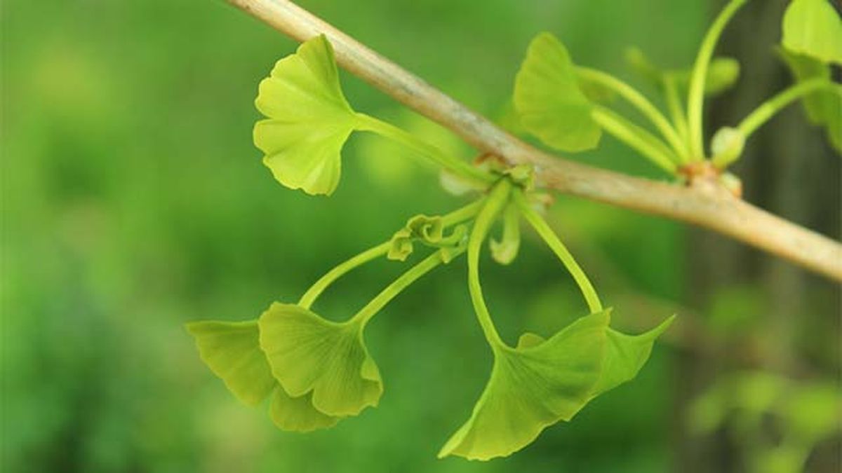 ginkgo biloba hojas