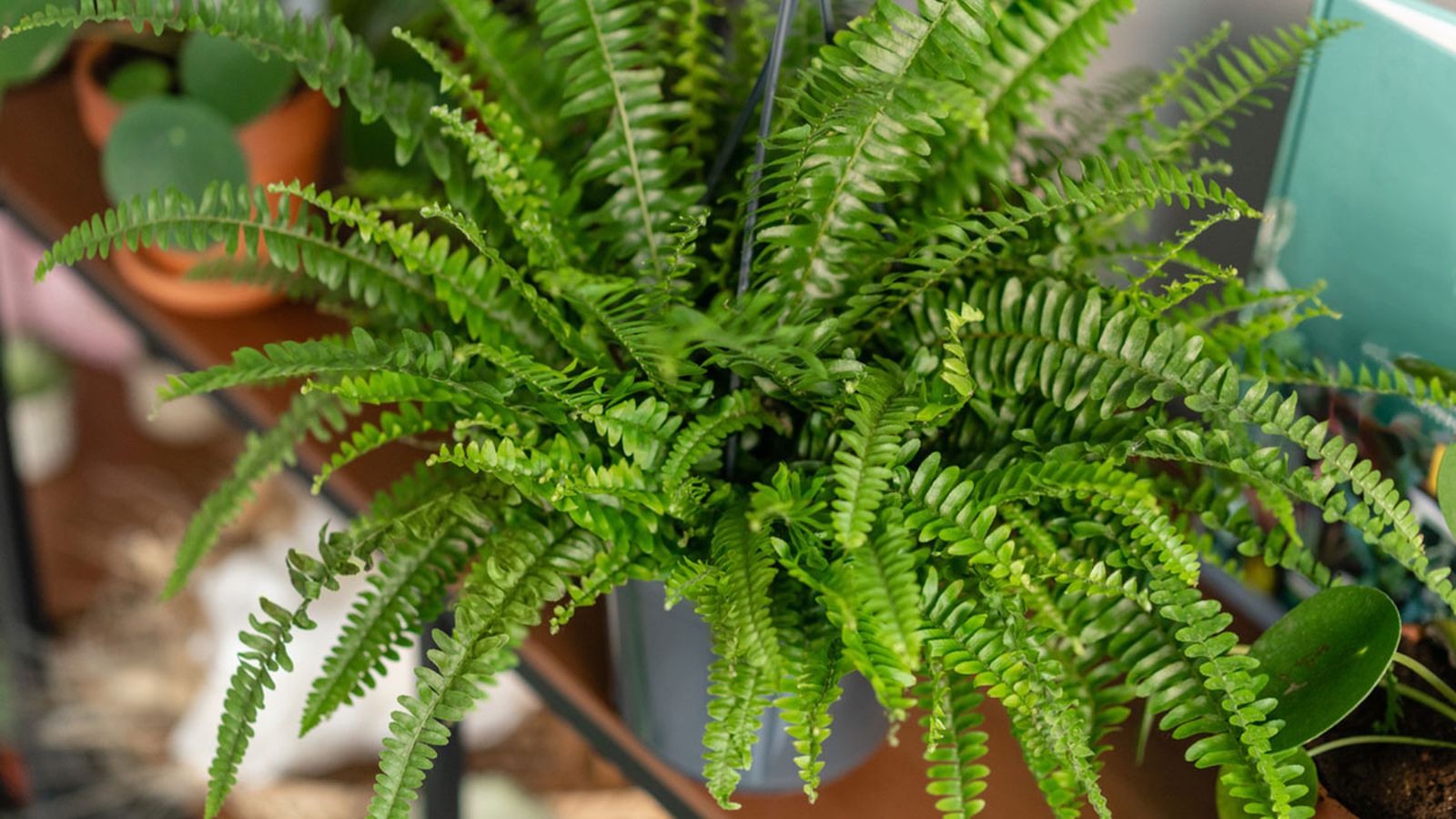 Nephrolepis interior del hogar