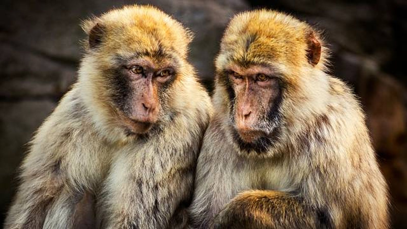 animales que empiezan por M monos