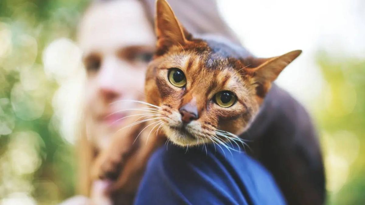 como saber si tu gato es feliz 1 (1)