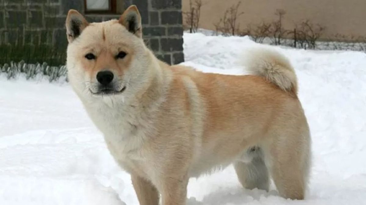 perros japoneses hokkaido 5