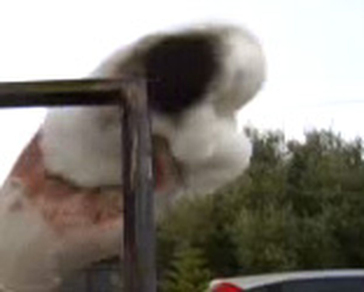 Restaurar un perchero de hierro   paso 5