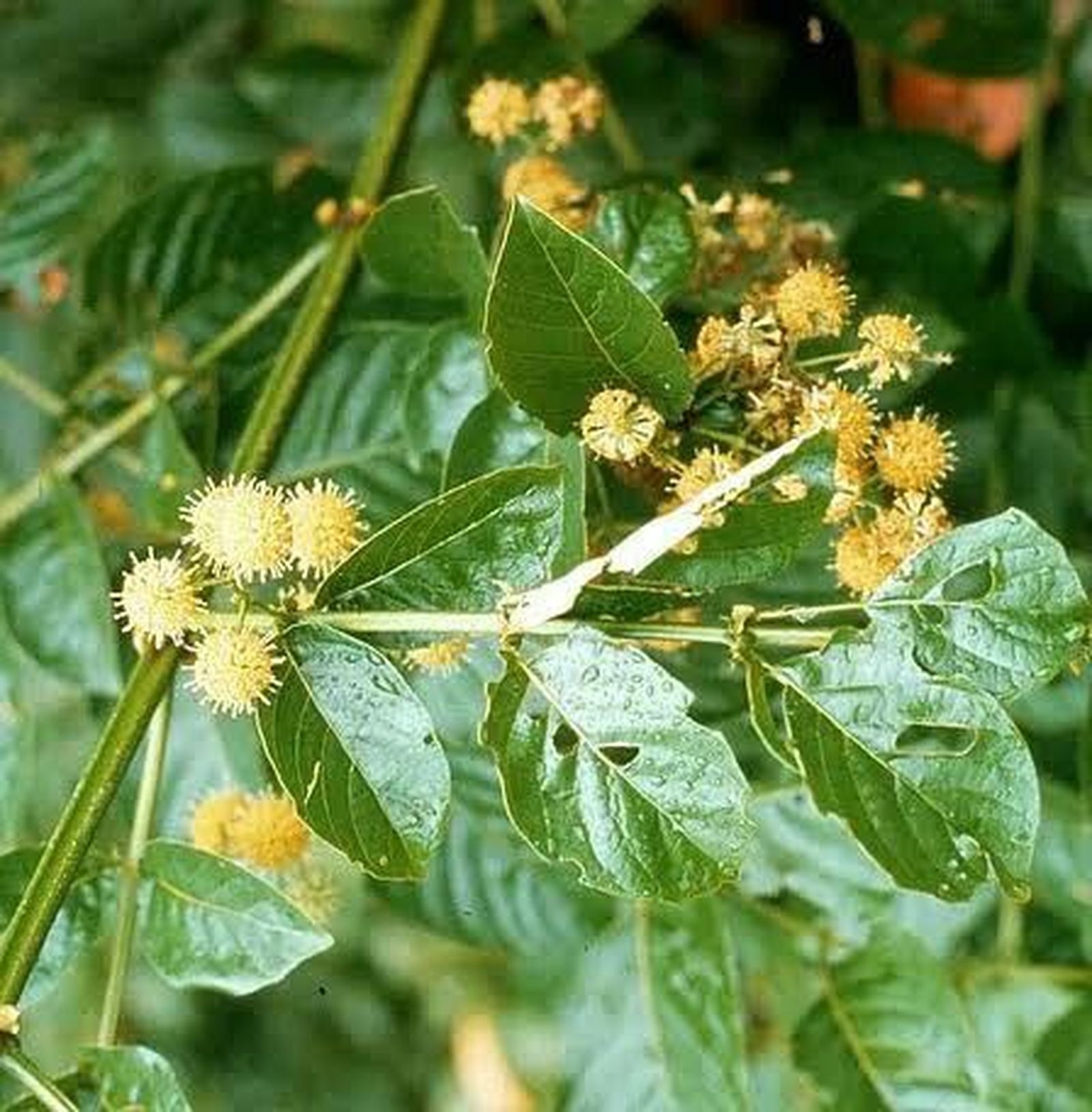 Uncaria tomentosa