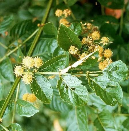 Uncaria tomentosa