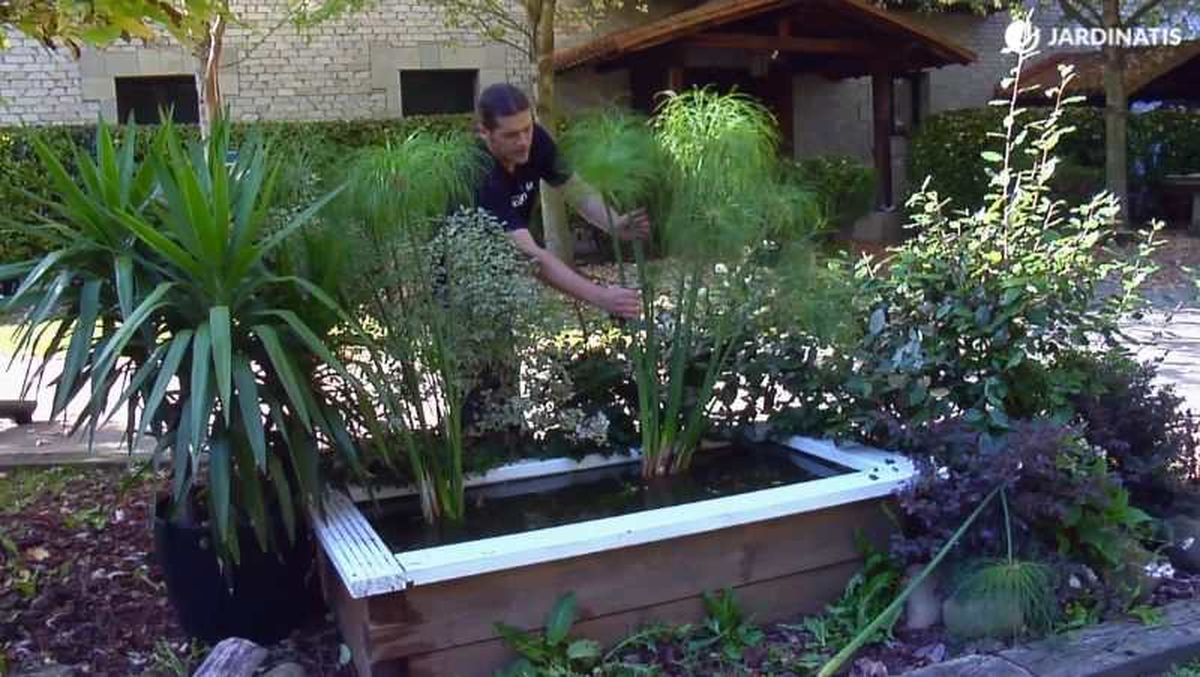 Papiros en un estanque