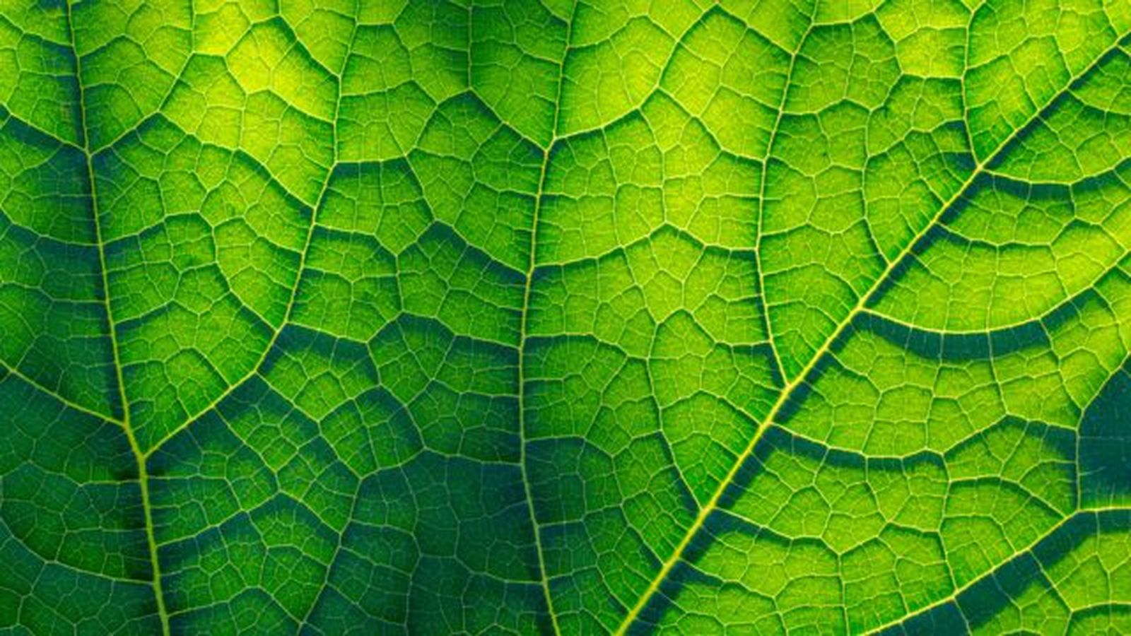 planta verde al sol