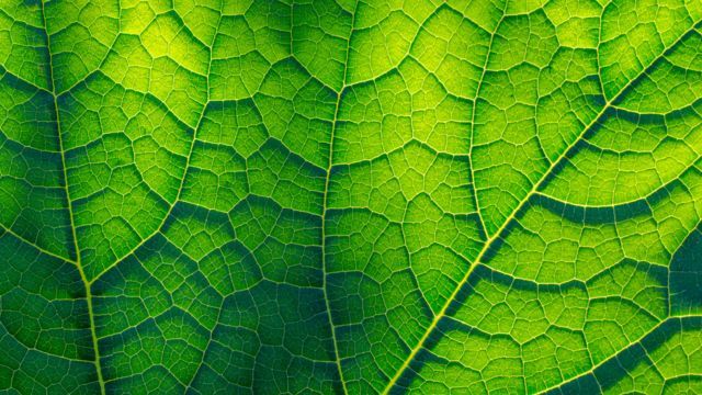 planta verde al sol