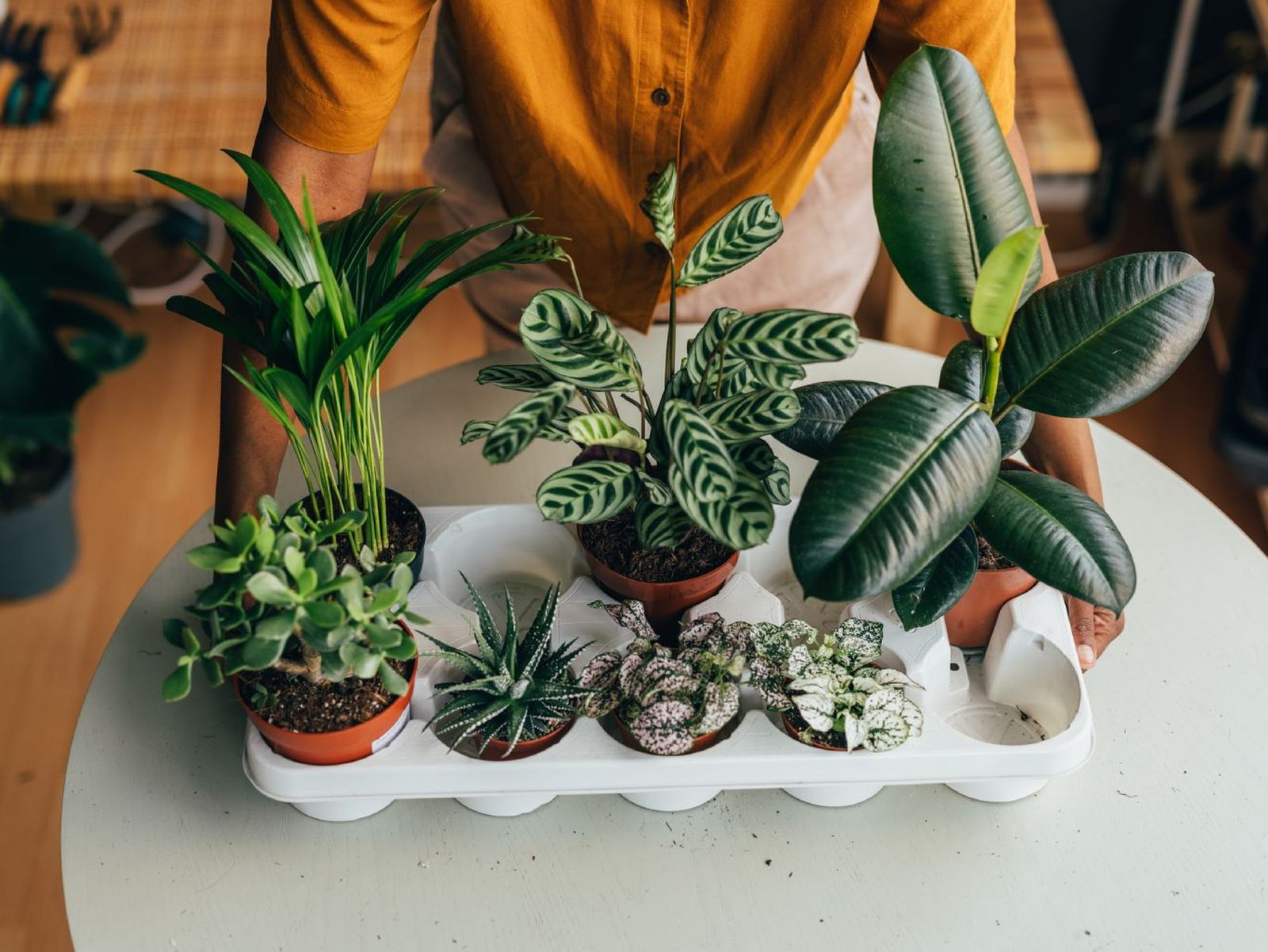 Una vez que compres plantas de interior, es recomendable ponerlas en cuarentena.