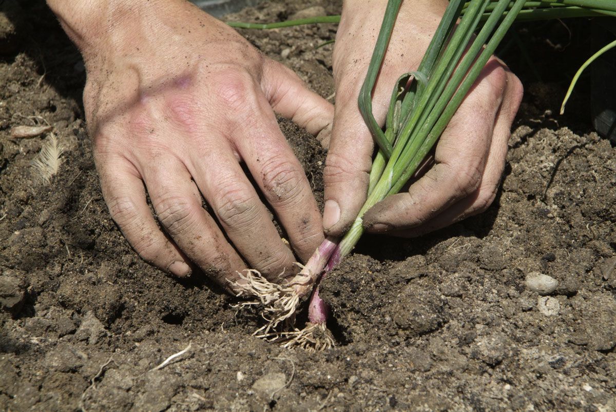 El huerto ornamental paso 7