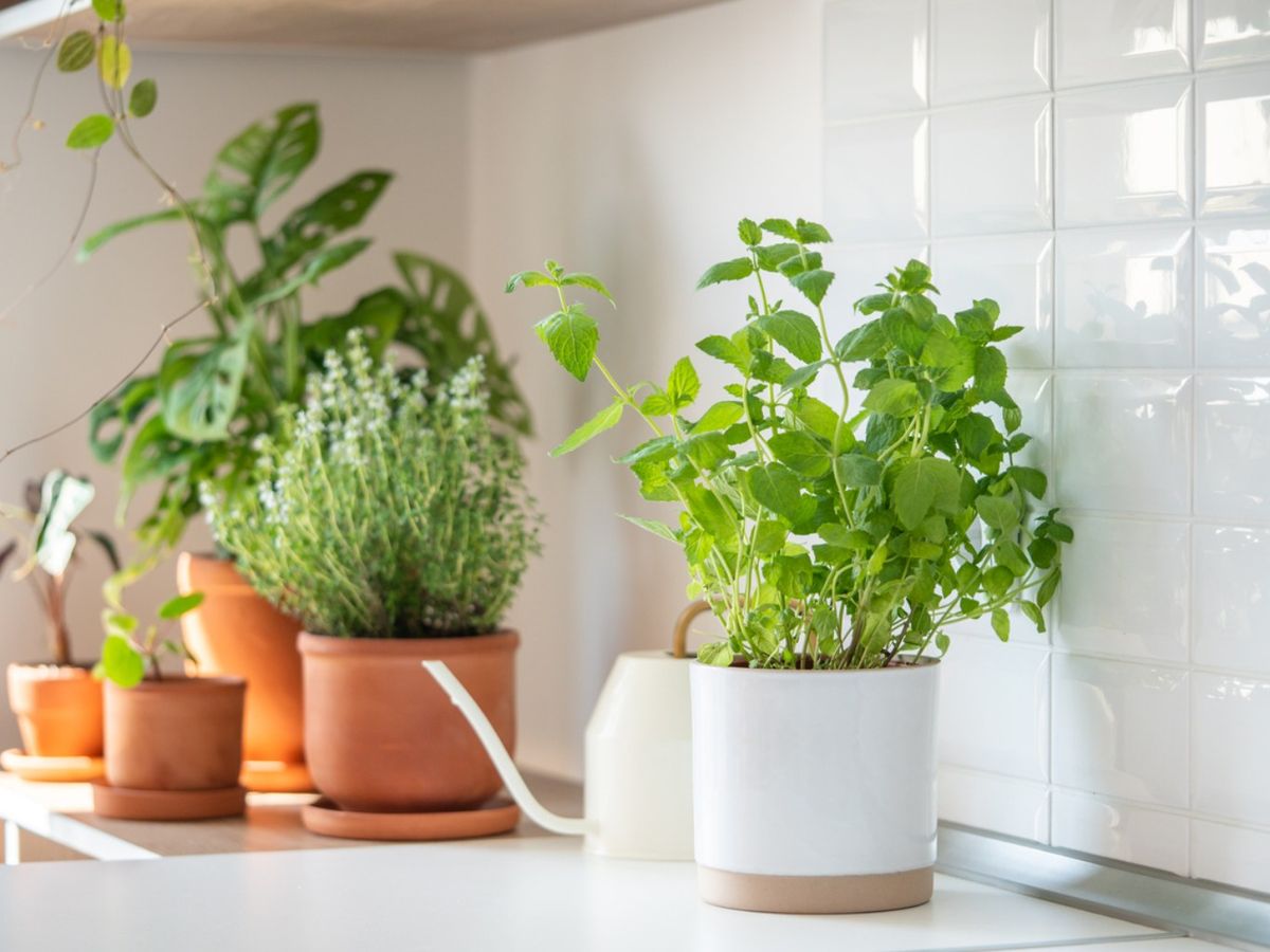 Elige macetas, jardineras o contenedores del tamaño adecuado.