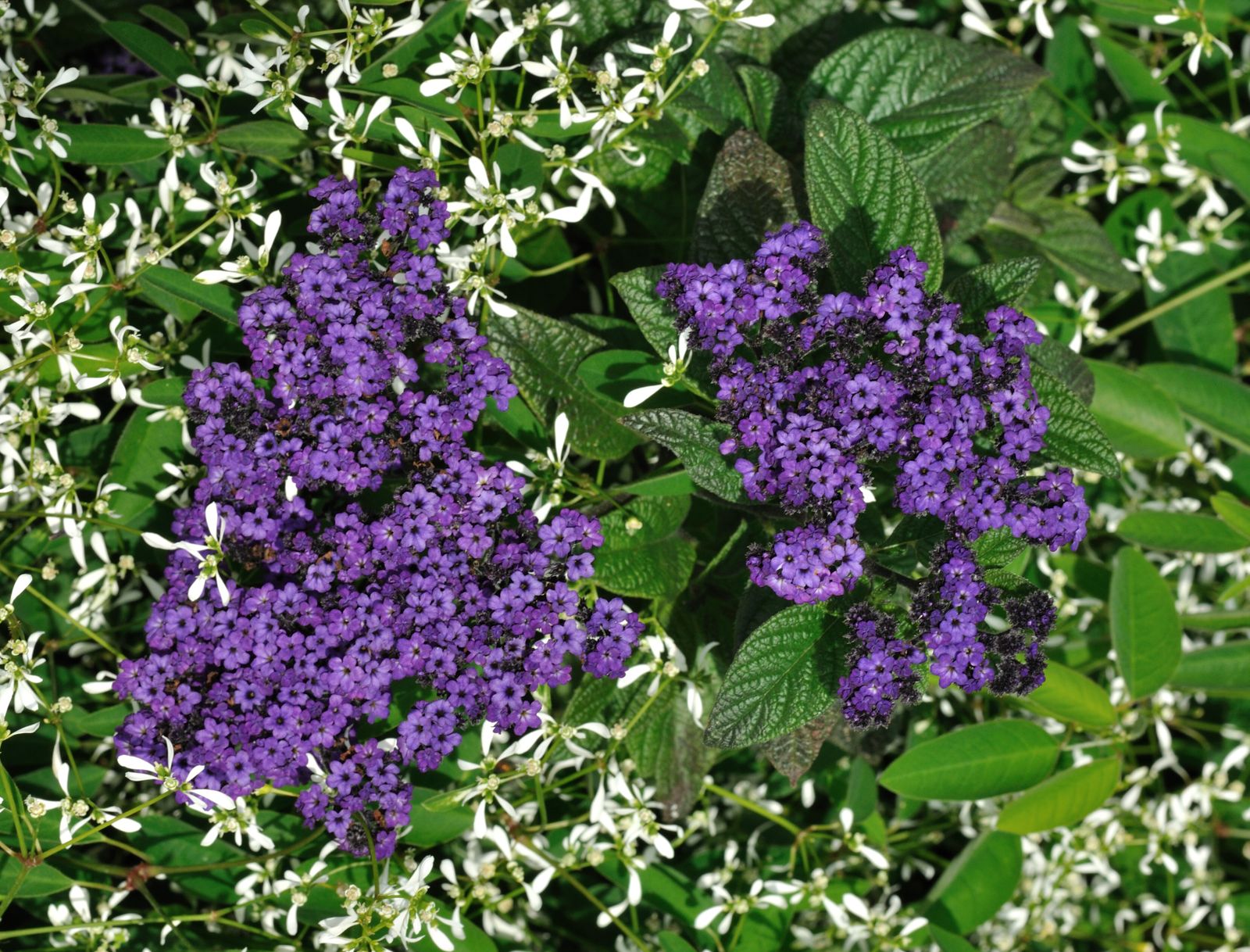 Heliotropium_arborescens_qtl1