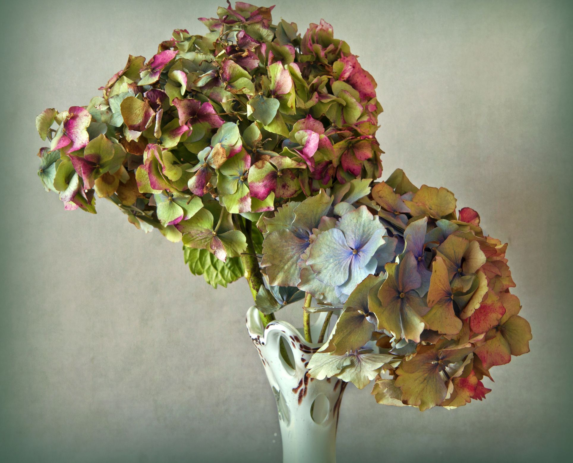 Cómo secar las hortensias