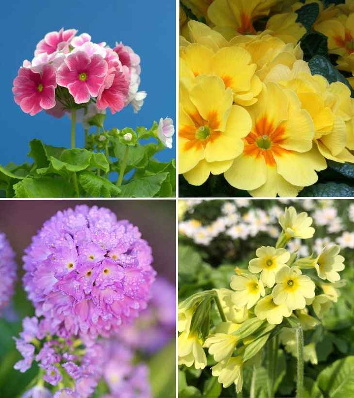 primula obconica acaulis denticulata elatior