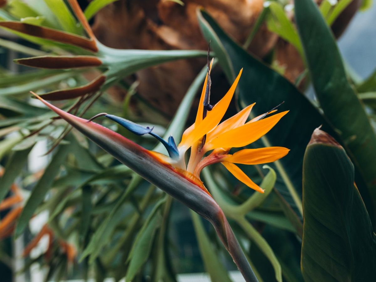 Strelitzia Reginae.