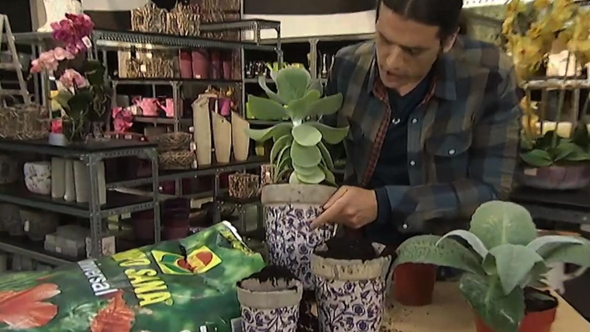 composiciones con kalanchoes deco jardin 373