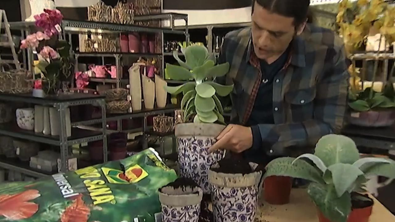 composiciones con kalanchoes deco jardin 373