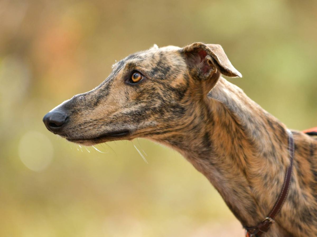 Una de las razas caninas más antiguas de España, el popular galgo español.