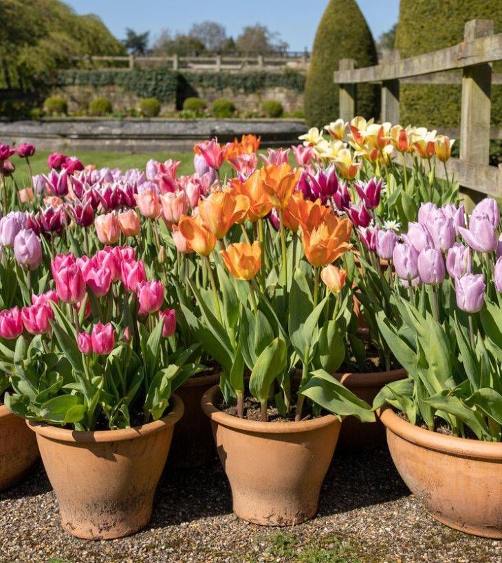 tulipanes en maceta