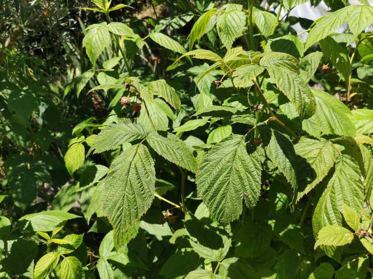 Frambueso en el jardín