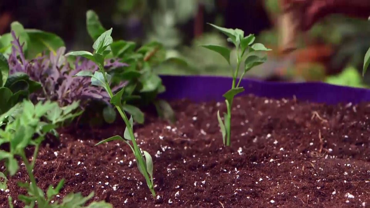 brico 950 3 huerto urbano contenedor geotextil pimientos