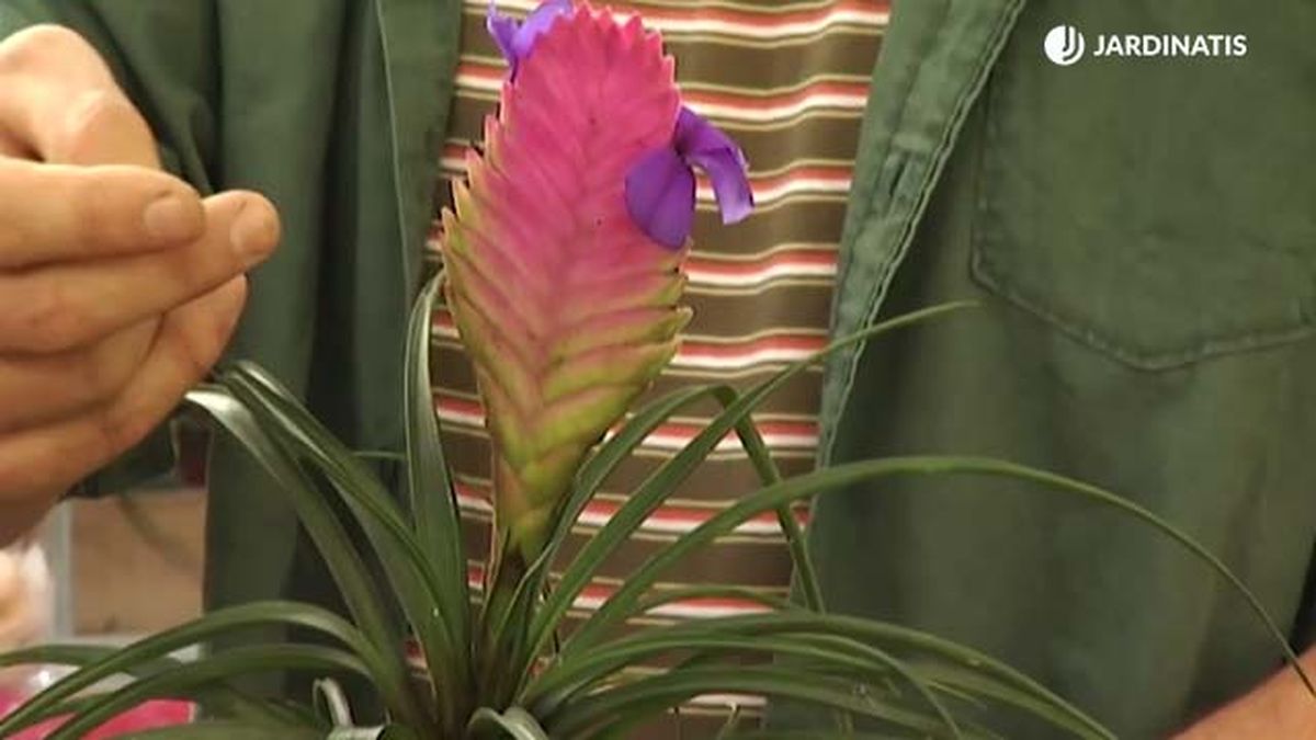 tillandsia planta interior pequena de color rojo