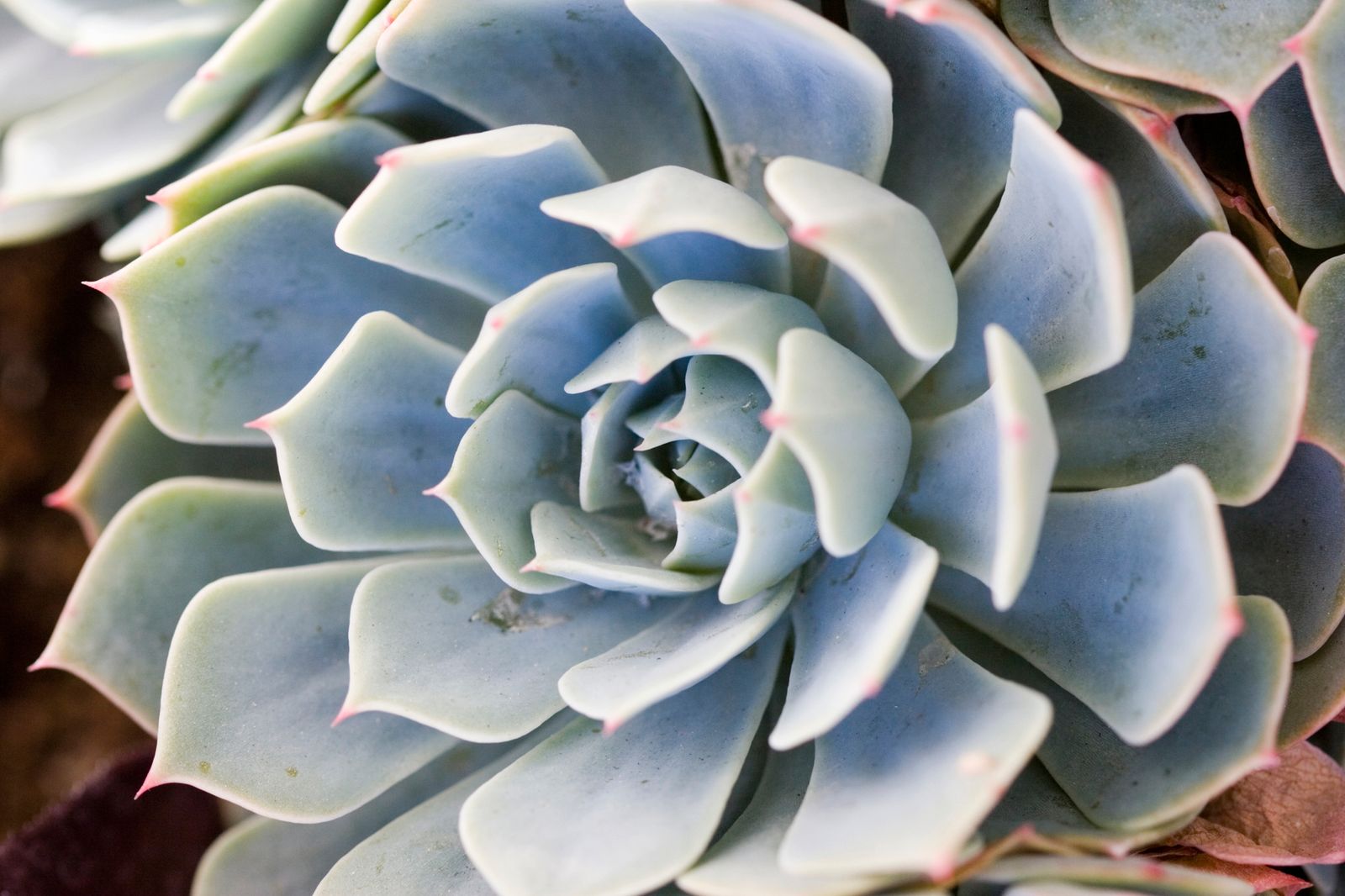 Plantas crasas de color gris