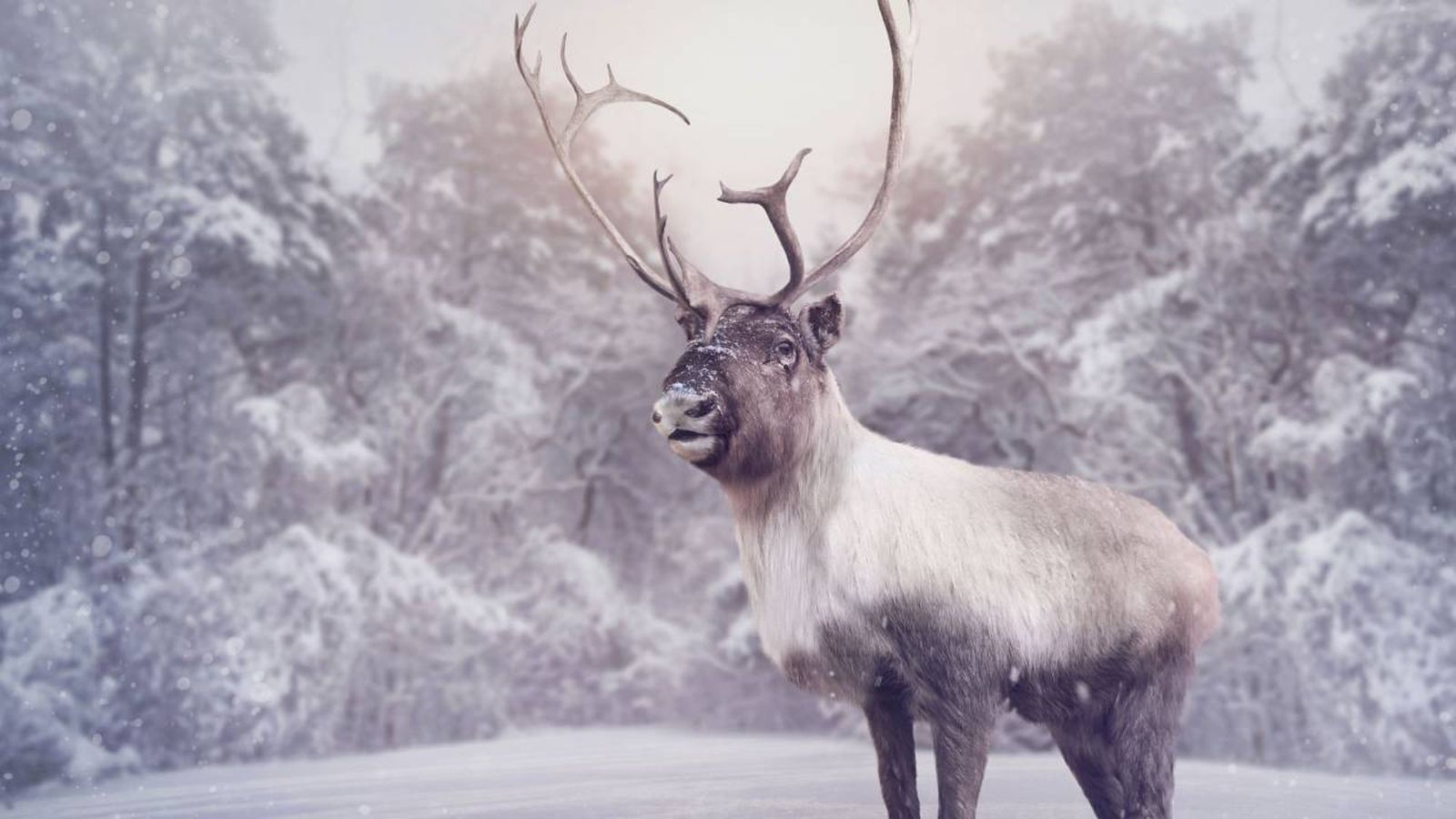 Estos animales se han convertido en un icono de la Navidad.