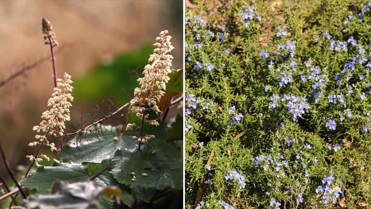 heuchera de hoja grande romero rastrero