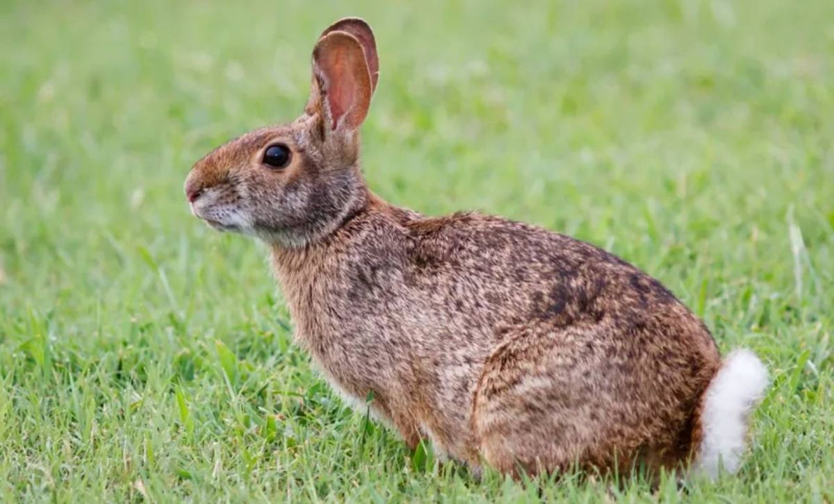 Una especie que se daba por desaparecida desde el año 1904.