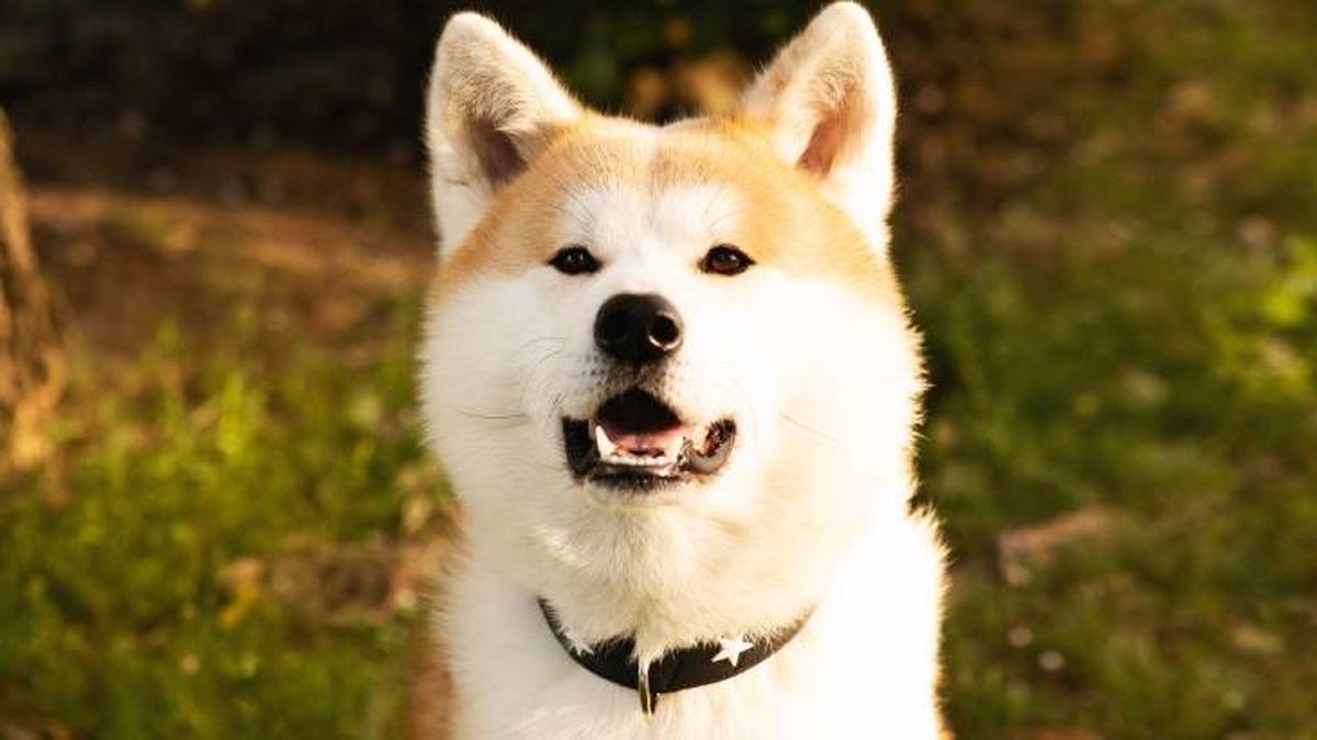 Primer plano de la raza de perro japonesa Akita Inu