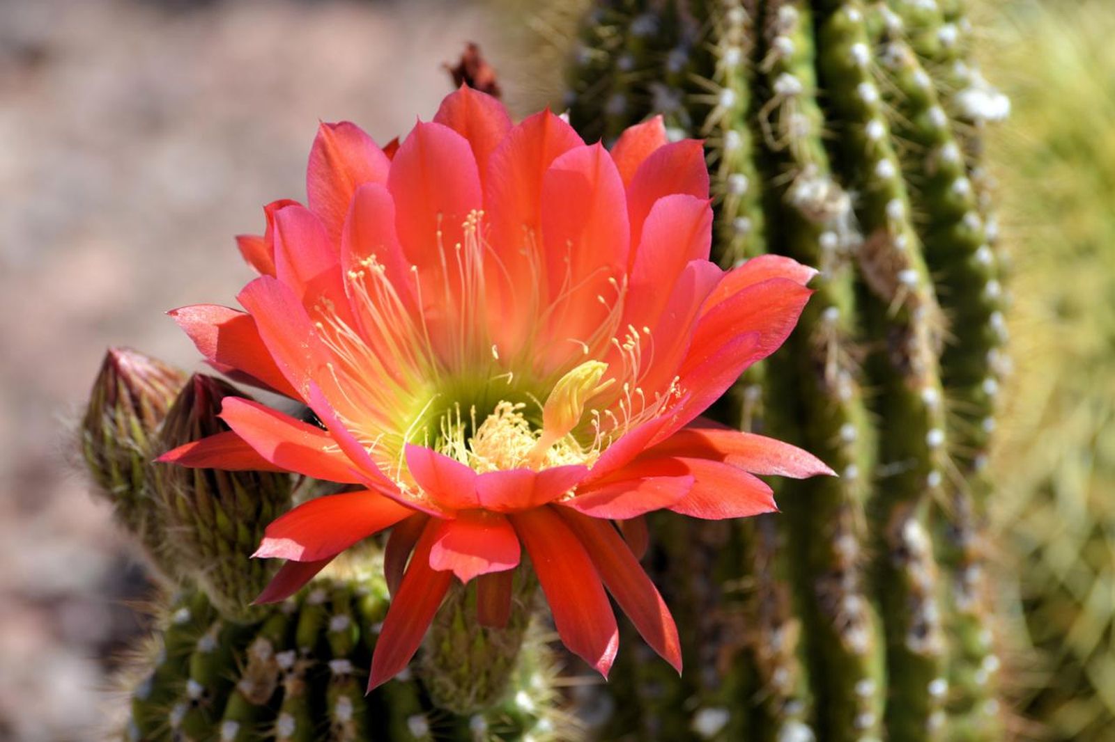 Las flores de los cactus son un gran elemento ornamental.